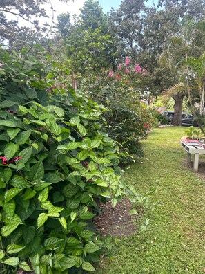 Property grounds - Newly Renovated Tranquil 3-Bdrm Home in Osprey- Close to Beaches Dogs Okay (Osprey)