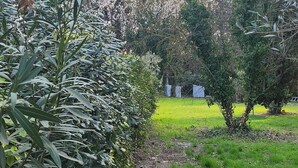 A garden with various plants and trees. - MAISONETTE PROVENCALE (Le Thor)