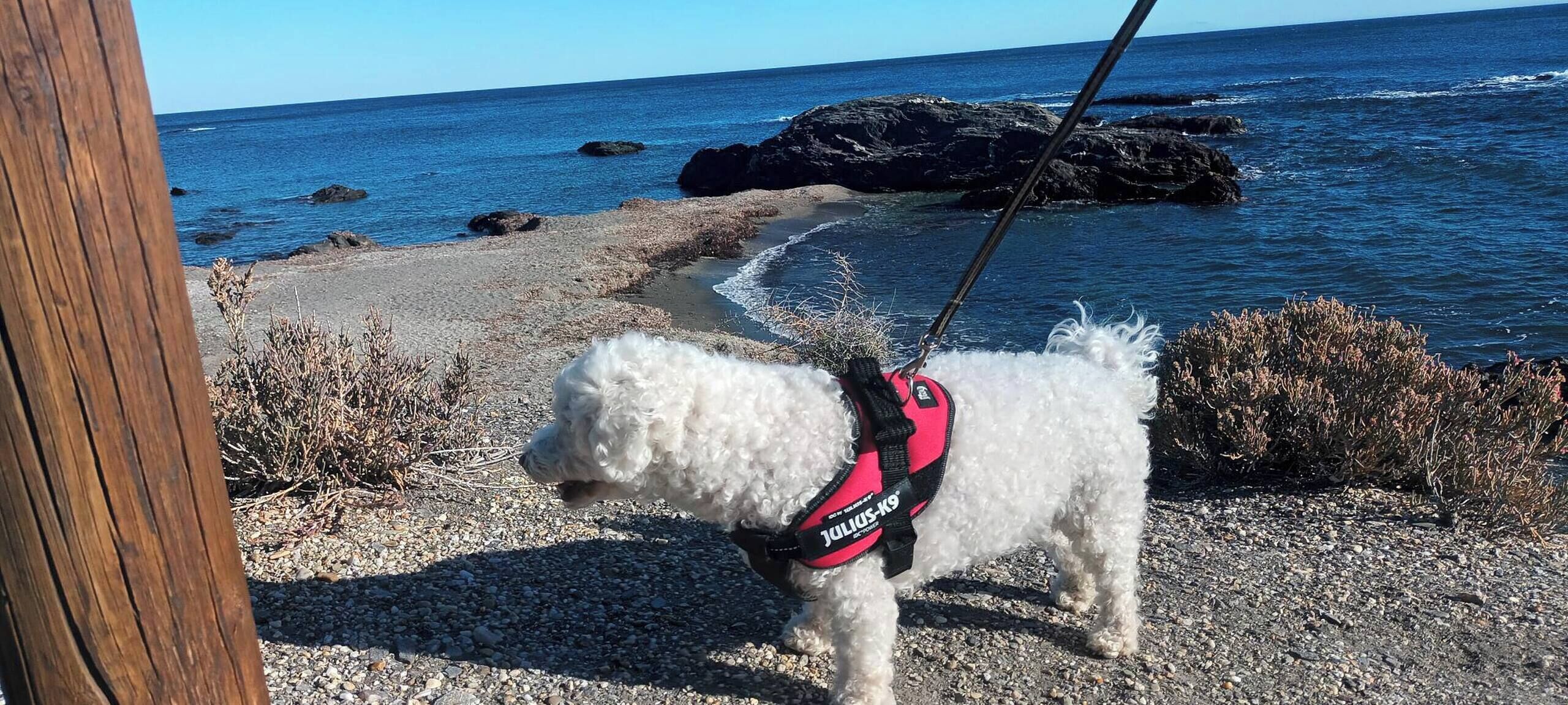 Apartment, 3 Bedrooms, Balcony | Beach