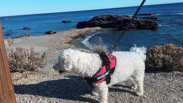 Apartment, 3 Bedrooms, Balcony | Beach