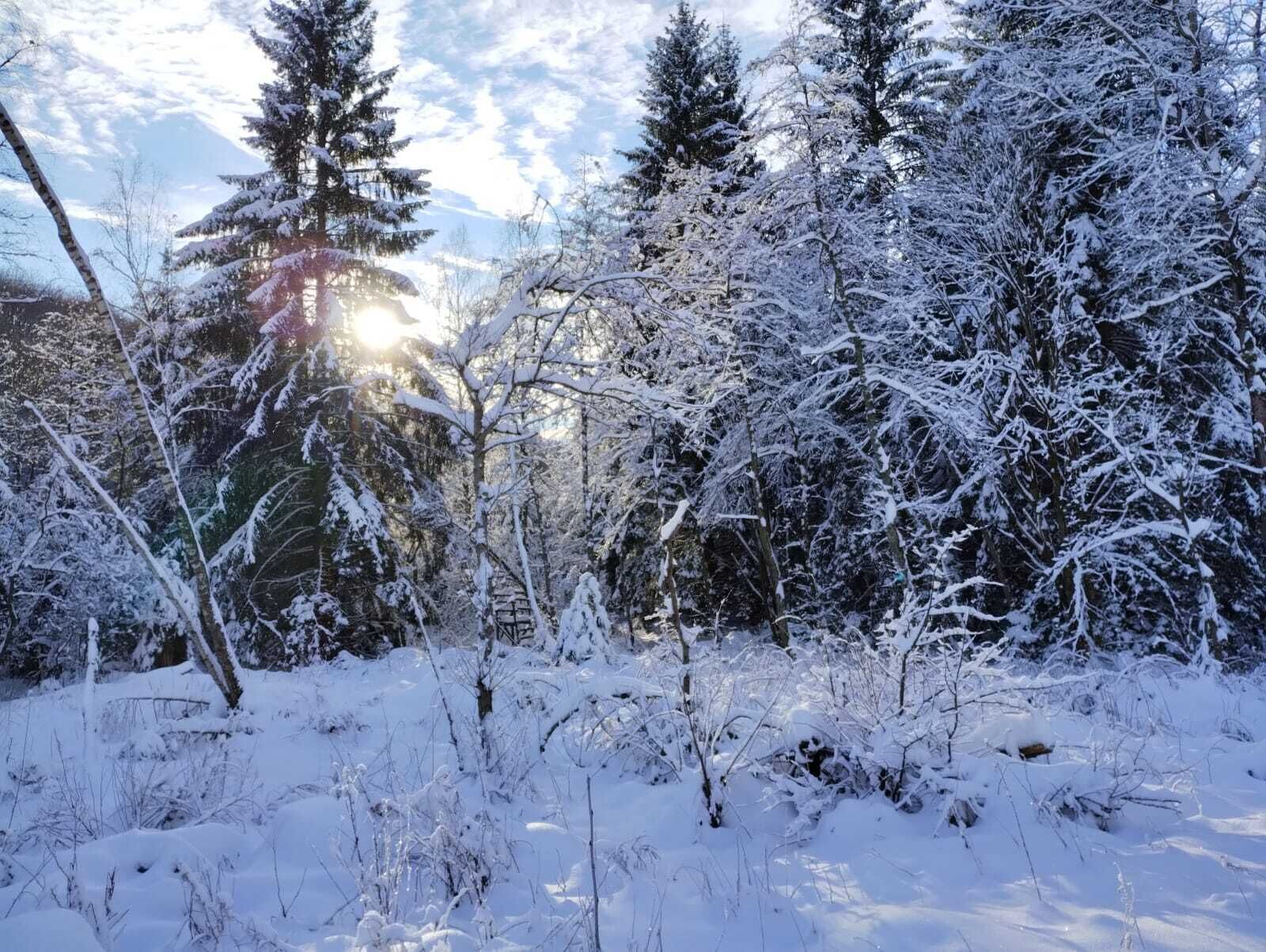 Une scène de forêt enneigée, avec des arbres denses et la lumière du soleil qui filtre à travers les branches.