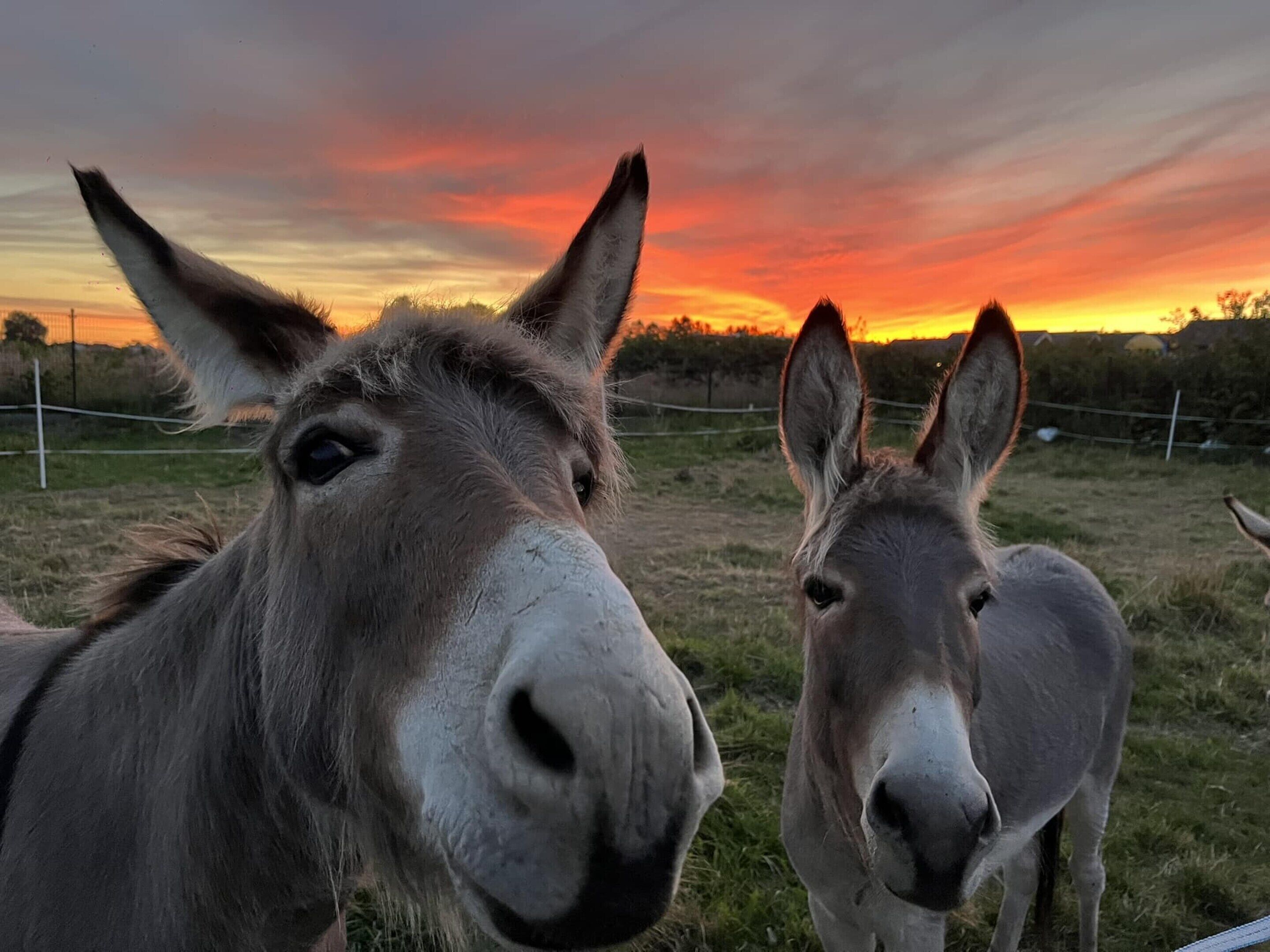 Two donkeys in a fenced field with a sunset in the background.