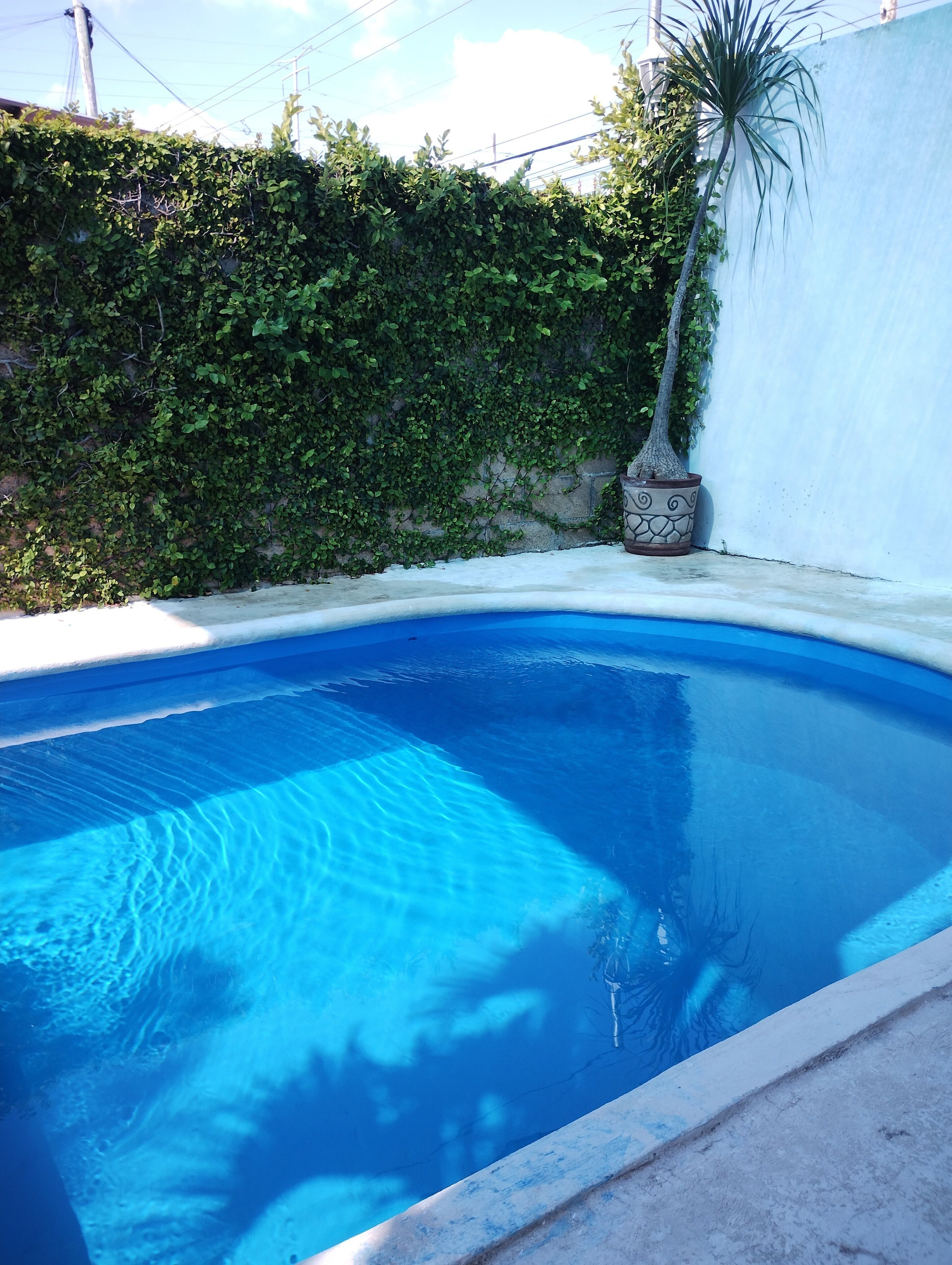 A swimming pool with clear blue water, surrounded by a white wall and a green hedge.