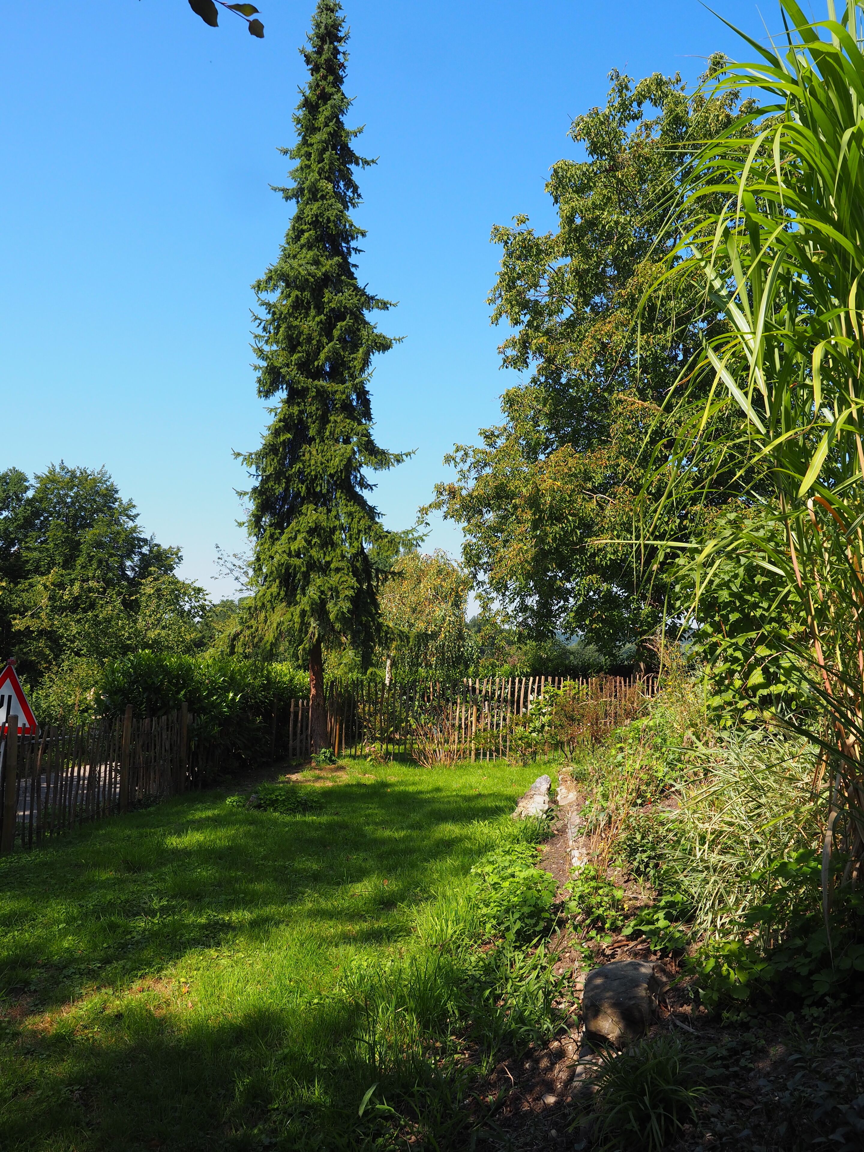 A lush garden with a tall coniferous tree, a wooden fence, and a grassy area.