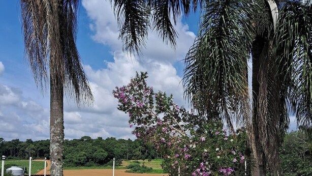 Un vialetto in pietra conduce a una piscina, circondata da palme e da un albero in fiore.