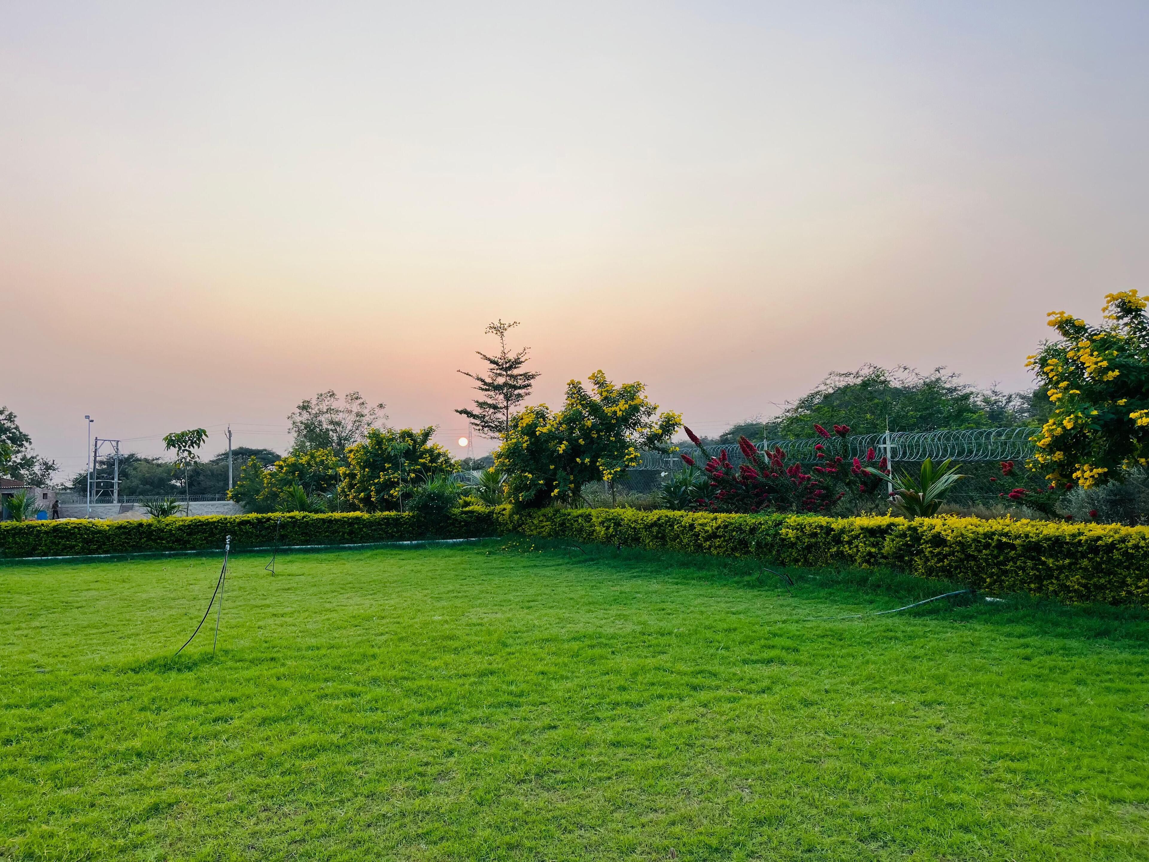 A grassy field with a hedge and trees in the background.