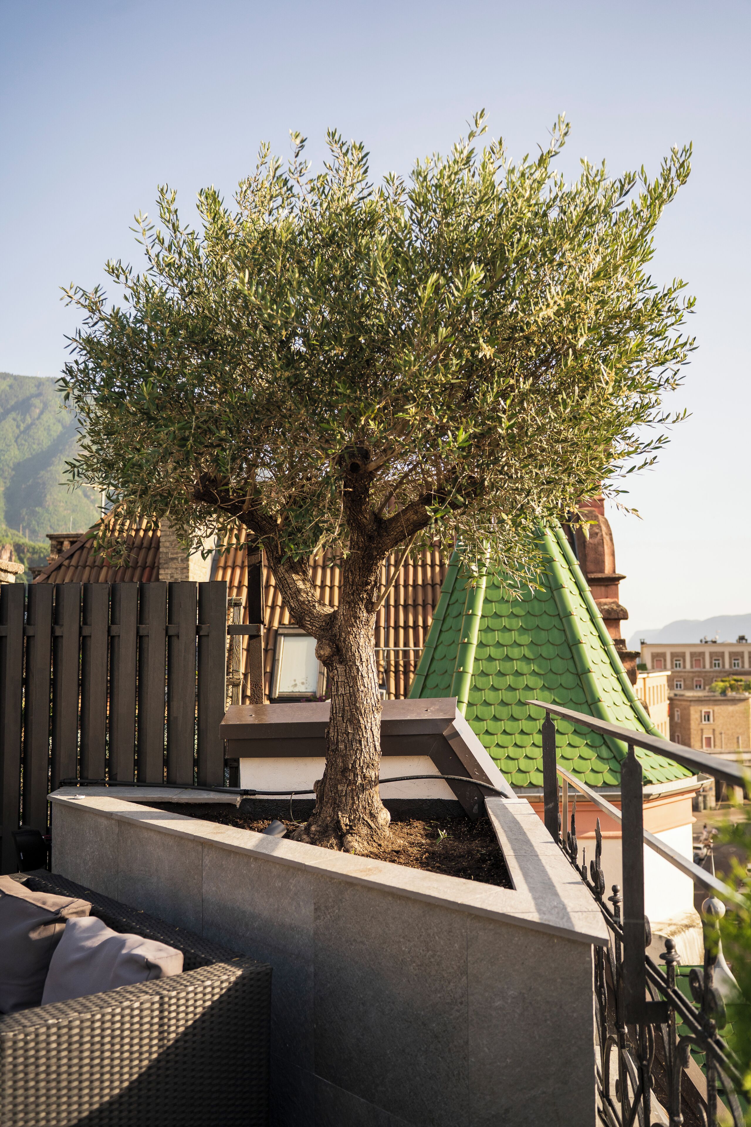 Un arbre planté dans un bac à fleurs sur une terrasse en toit, avec vue sur un immeuble et des montagnes en arrière-plan.