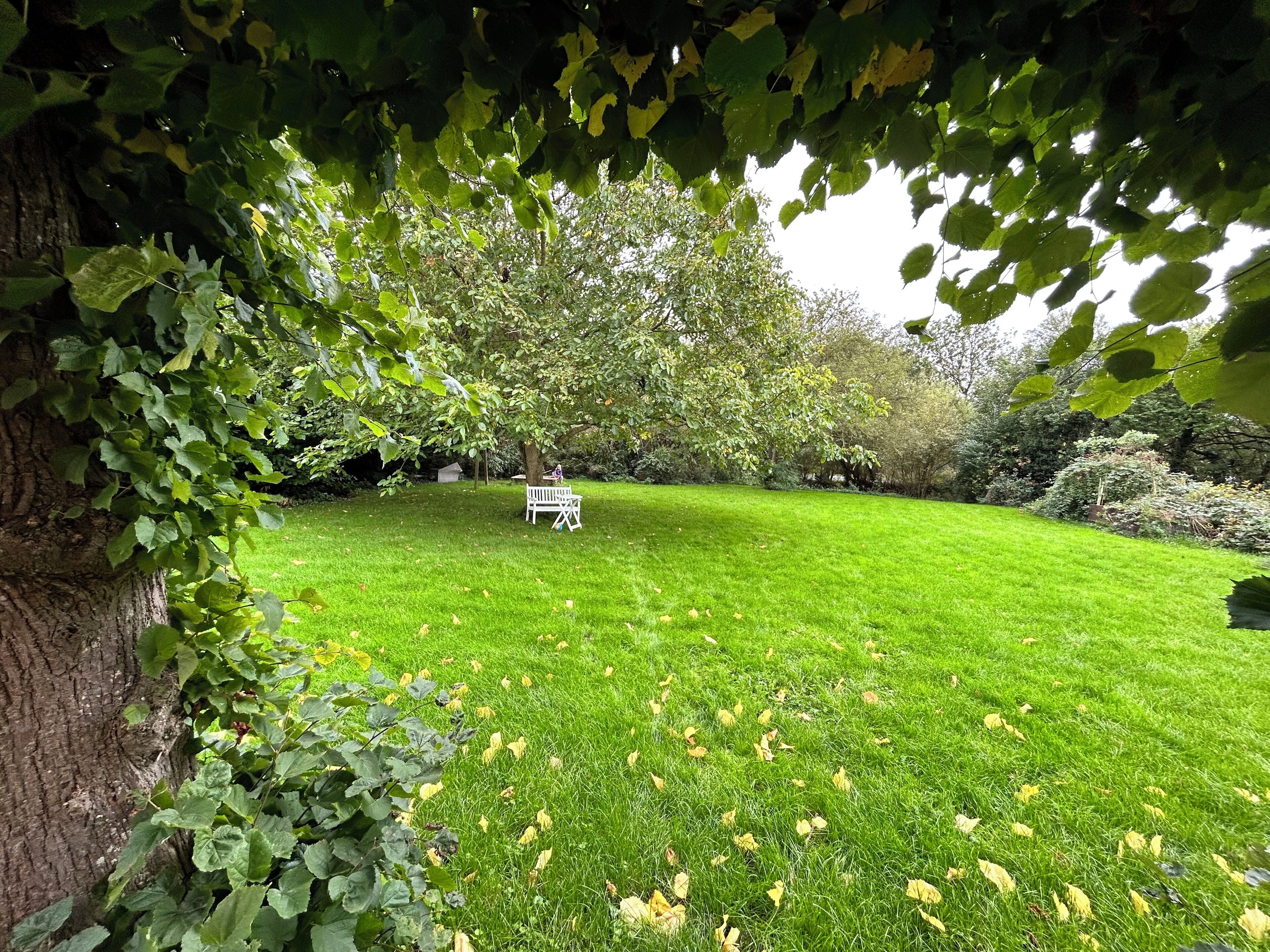 Ein gepflegter Rasen mit einer weißen Bank und einem Baum, der Schatten spendet.