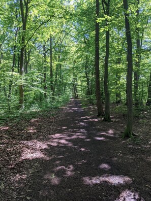 A forest path with tall trees and a dirt trail.