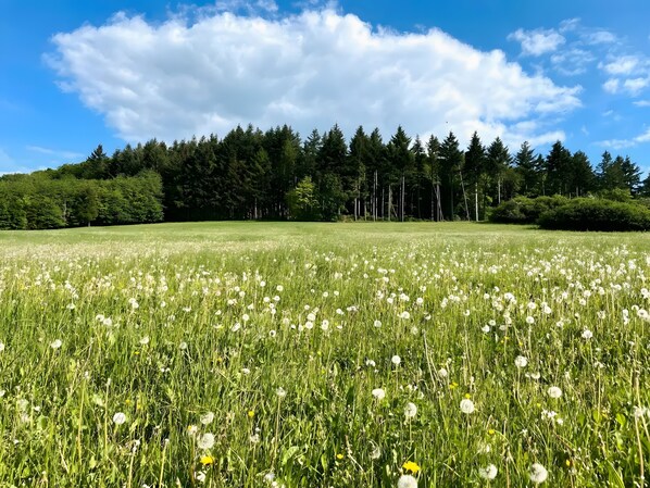 Un champ de pissenlits avec une forêt en arrière-plan.