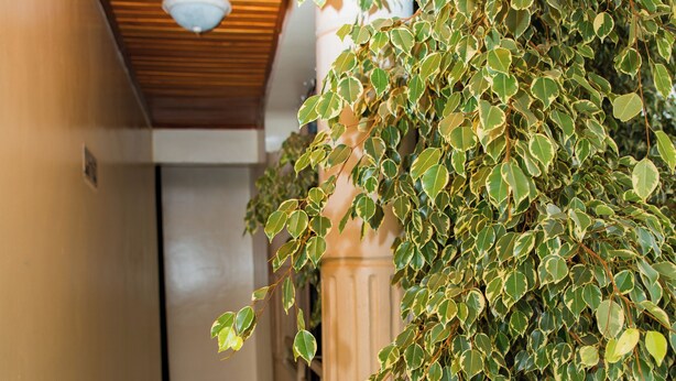 A corridor with a tiled floor, a wooden ceiling, and a potted plant with variegated leaves. - Fanad Hotel (Gisenyi)