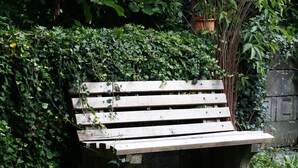 Un banco de madera, parcialmente cubierto por follaje verde.