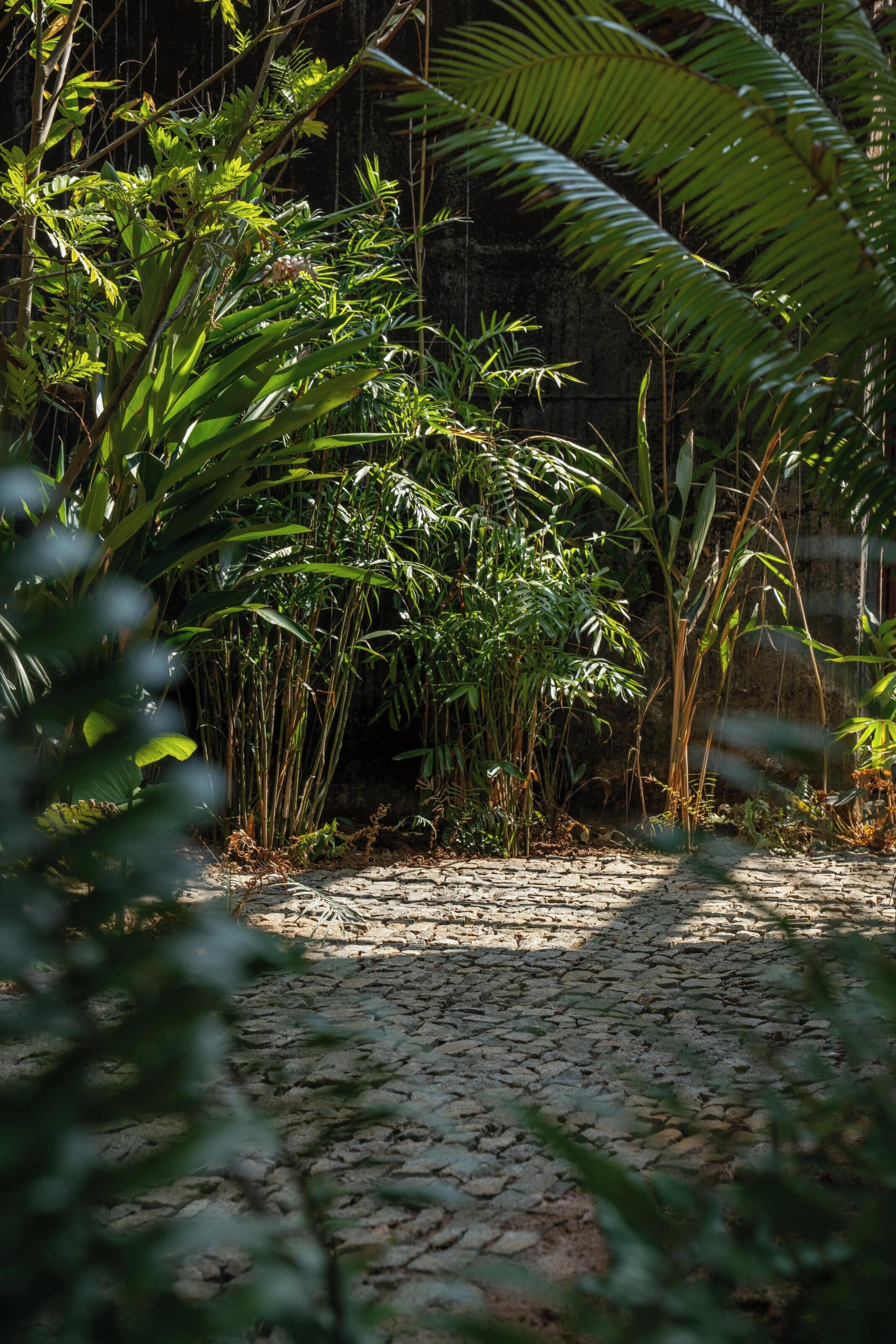 A pathway surrounded by dense foliage and a stone wall.
