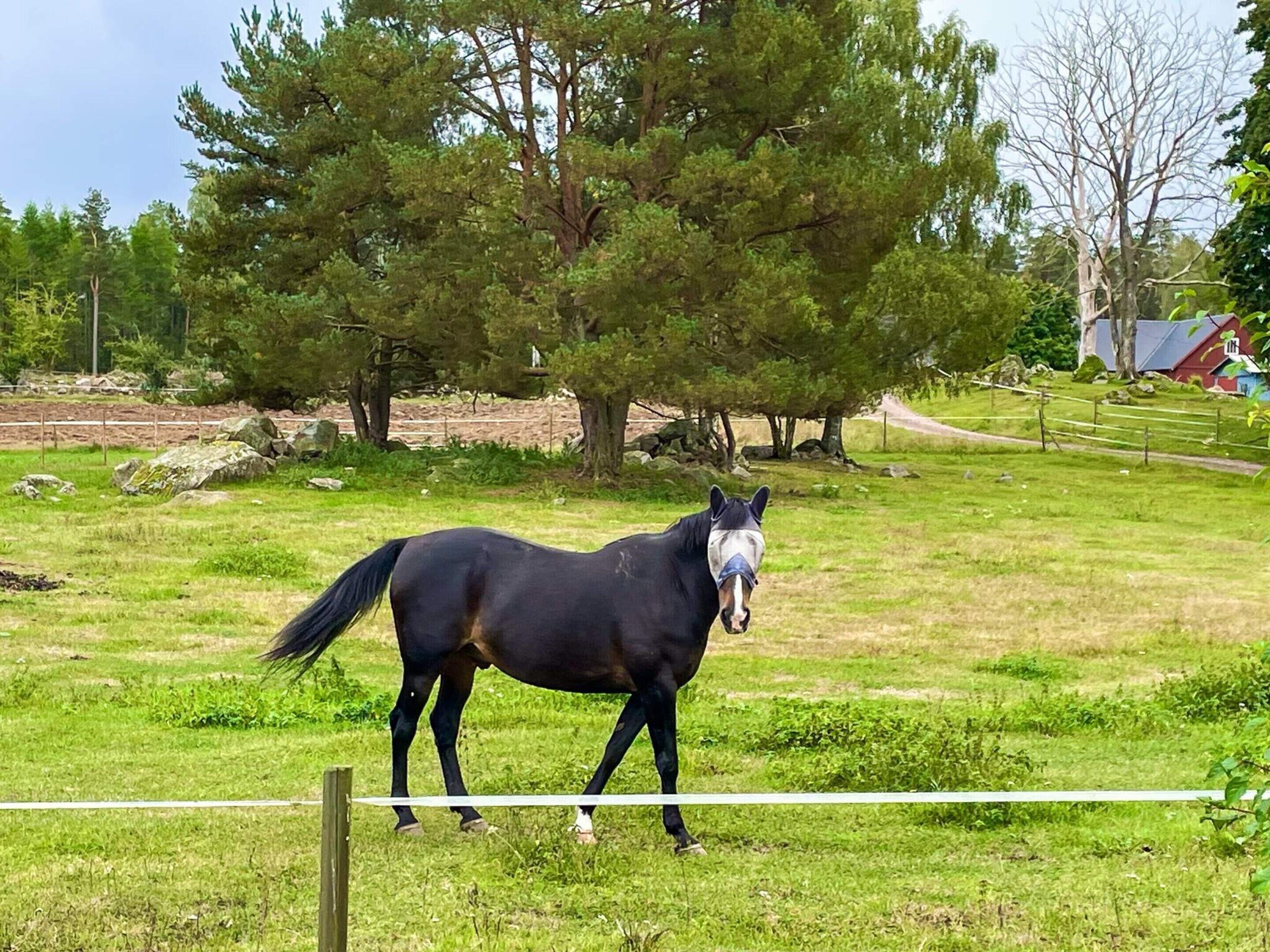 A horse in a grassy field with trees and a fence.