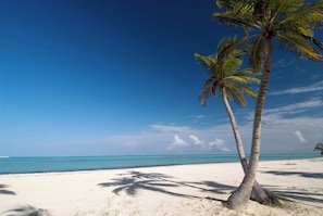 A beach with clear skies, calm sea, and palm trees.