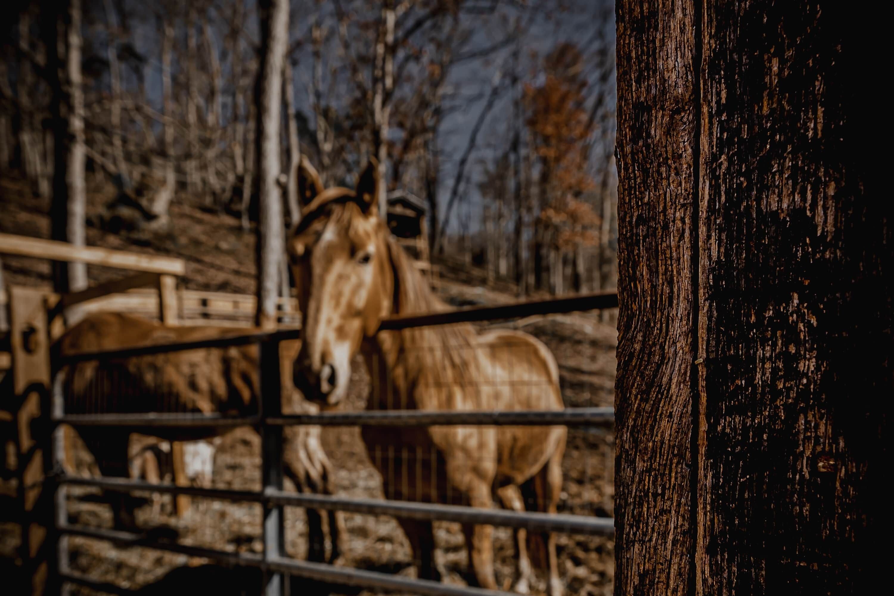 A horse behind a metal fence in a stable area with trees in the background.