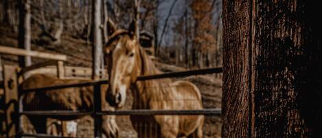 A horse behind a metal fence in a stable area with trees in the background.