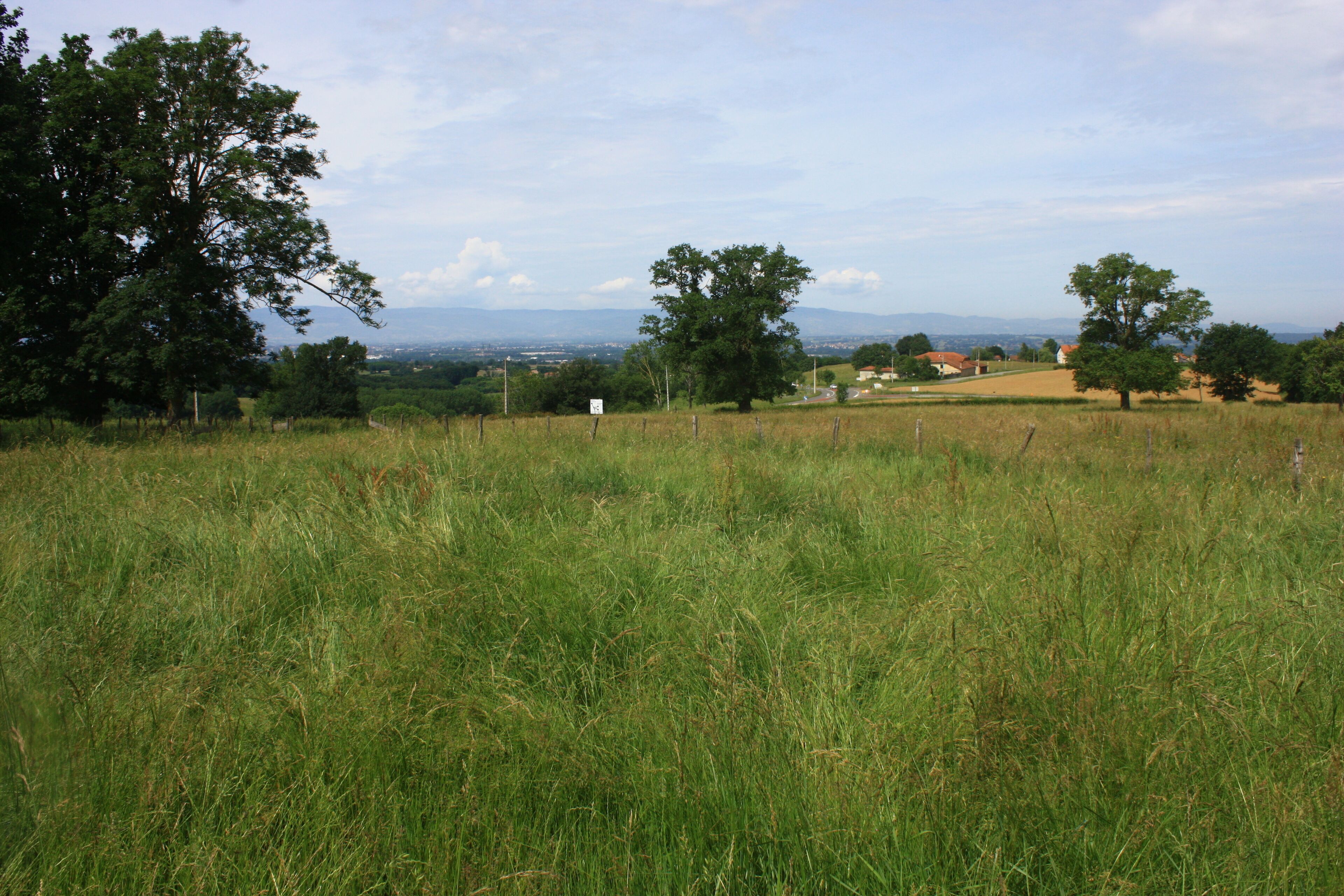 A grassy field with trees and a distant view of houses.