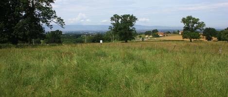 A grassy field with trees and a distant view of houses.