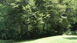 A grassy area with dense trees in the background. - Pause Nature 30N _ living in nature in peace and quiet (Kelmis)