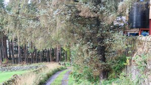 Un sendero estrecho y sin pavimentar bordeado de vegetación densa y árboles, que atraviesa un paisaje natural.