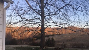 A tree in a yard with a wooden fence and a stone wall. - Cozy Cottage Perfect for a Charming Charlottesville (Charlottesville)