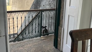 A view of a stone wall and a metal gate leading to a courtyard. - Hostel Casa Aprazível (Rio de Janeiro)