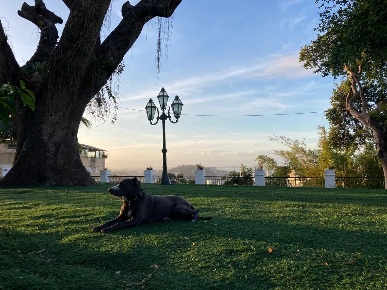 Um cão deitado na grama perto de um poste de luz em um parque.