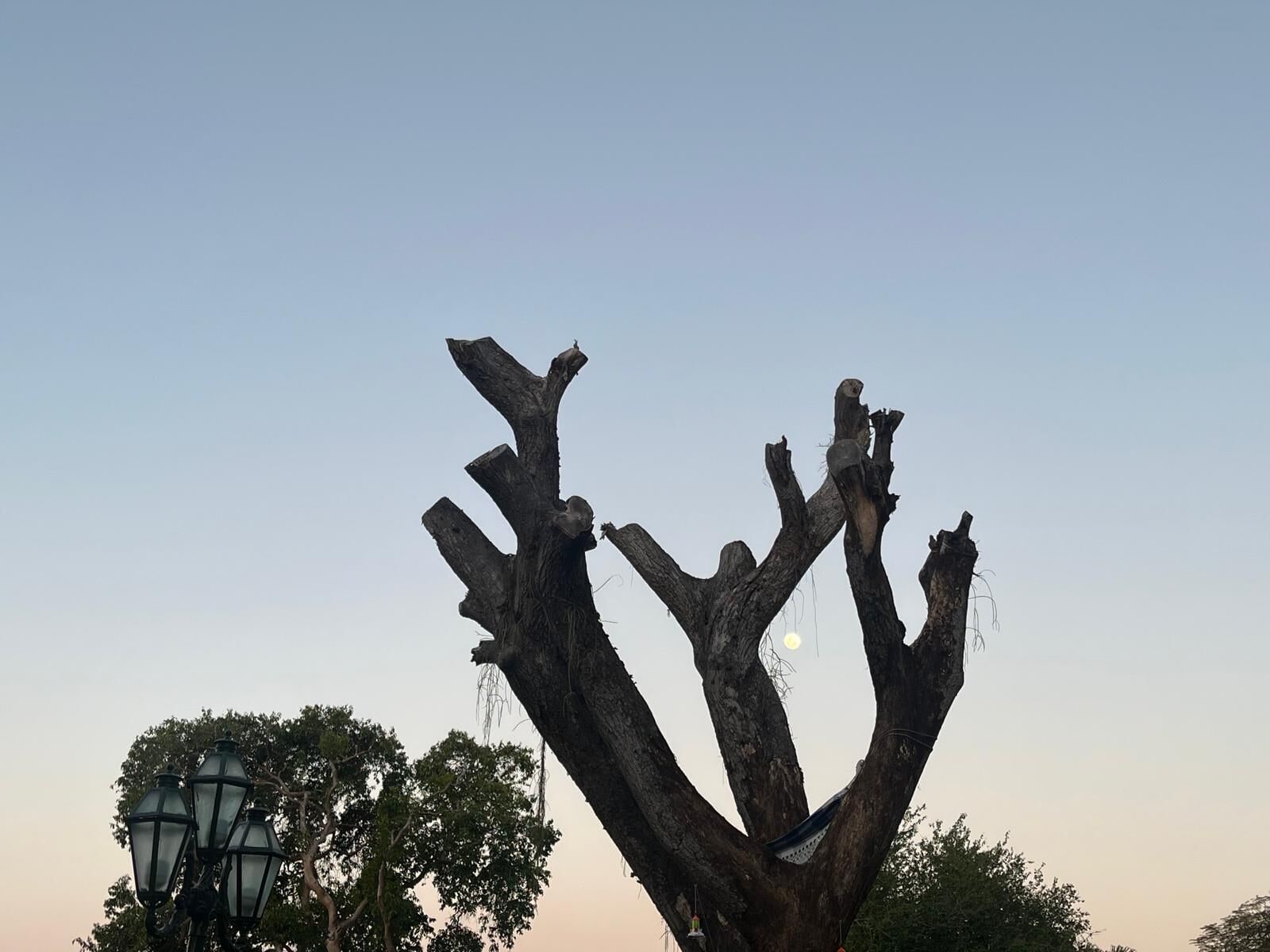 Un árbol con un tronco de estructura retorcida y singular.