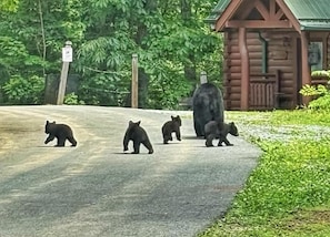 A bear crossing a paved area near a wooden cabin.