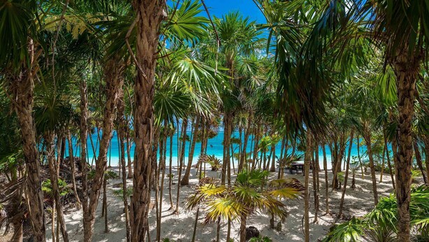 Ein Strand mit Palmen und wolkenlosem, blauem Himmel.