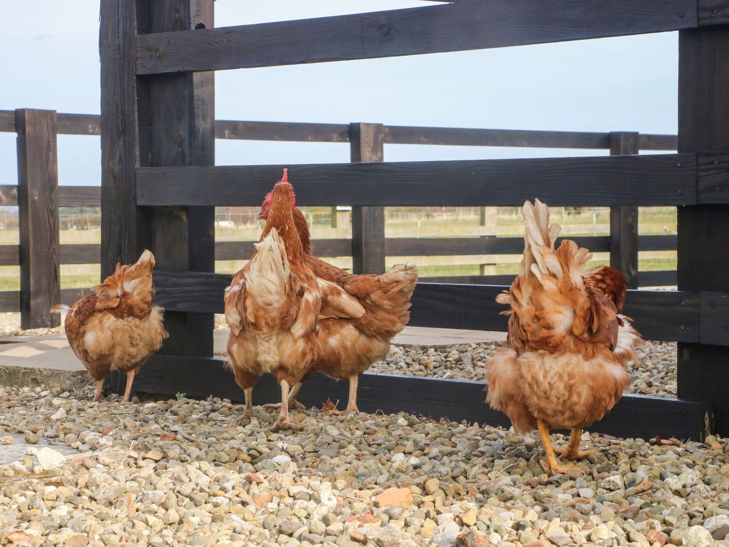 Tres gallinas sobre una superficie de grava con una valla de madera al fondo.