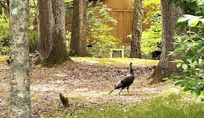 A turkey walking in a wooded area with trees and a building in the background.