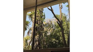 A view through a window with a view of tall trees and a clear sky. - Bamboo-view Breeze Suite (Glenlorne)