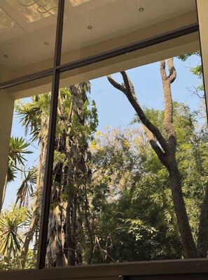 Vista a través de una ventana con árboles altos y cielo despejado.