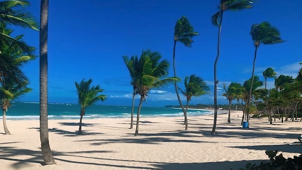 Uma praia com palmeiras e céu azul límpido.