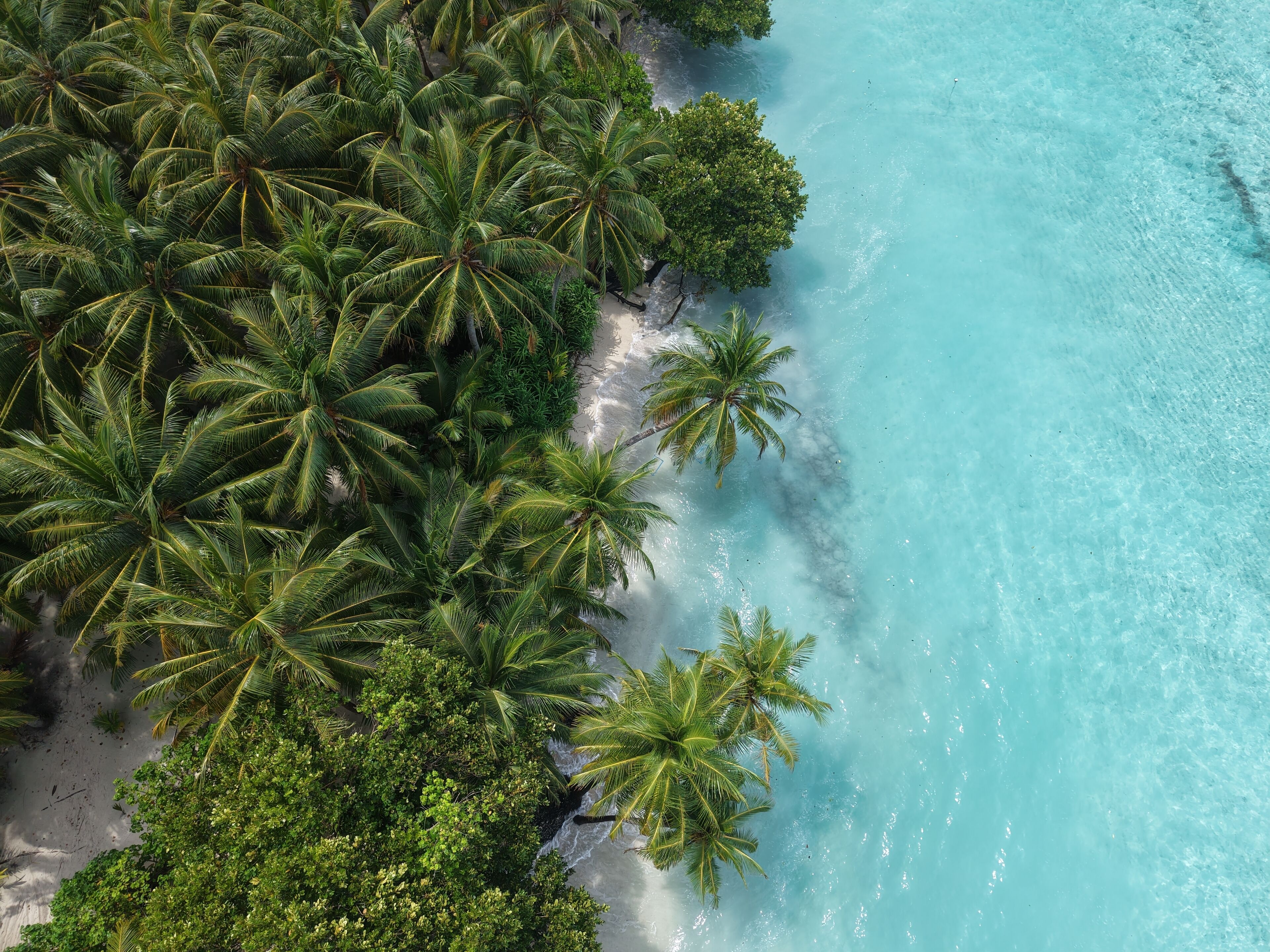 An aerial view of a beach with dense palm trees and clear turquoise waters.