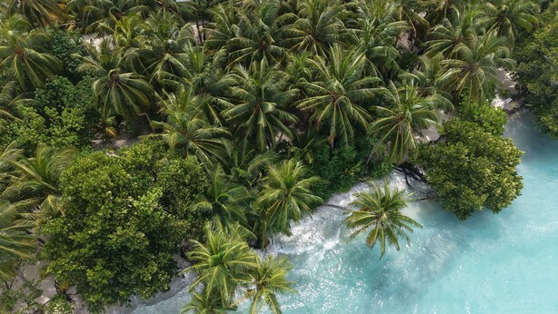 Vista aérea de una playa tropical con densas palmeras y aguas turquesas cristalinas.