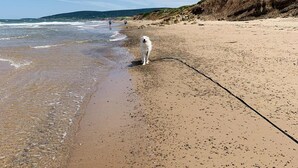 Una playa con un perro caminando por la orilla, olas rompiendo y un cielo despejado.