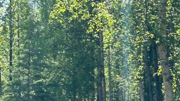 A playground with a swing set and a playhouse in a wooded area. - Camo Getaway Cabin #7 (Houston)