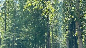 A playground with a swing set and a playhouse in a wooded area. - Rustic Bunk #5 (Houston)