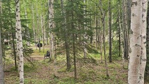 A forested area with a red picnic table and a trash bin. - Mat-Su Thunder Cabin #1 (Houston)