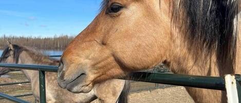 A horse in a stable with a metal fence and a dirt ground.