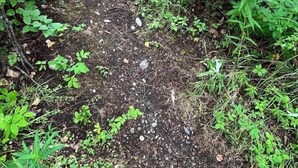 En smal støvet sti omgivet af frodig vegetation.