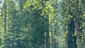 A playground with a swing set and a playhouse in a wooded area. - Adventure Trail Cabin #9 (Houston)