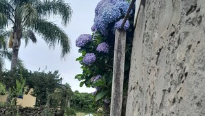 A garden with hydrangea flowers and a palm tree.