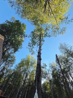 Een hoge boom met een hangend voorwerp in een bos.