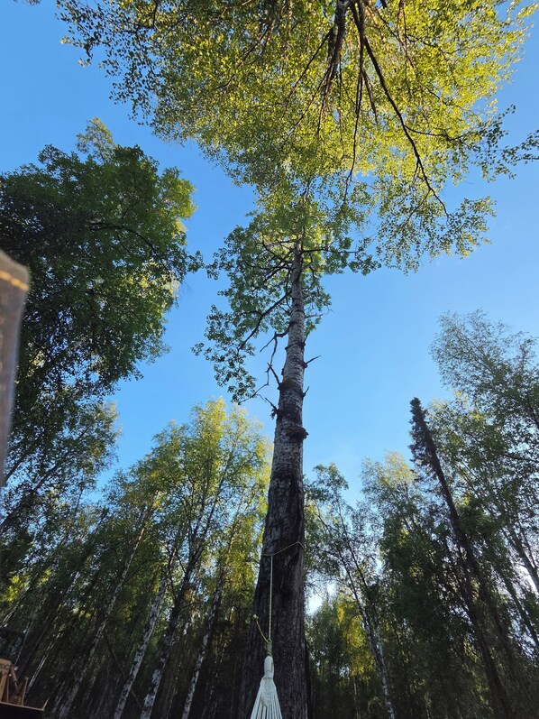 Un grand arbre dans une forêt, avec un objet suspendu à ses branches.