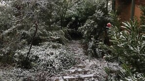 Une cabane en bois, avec un sentier enneigé qui y mène, entourée d’arbres denses.