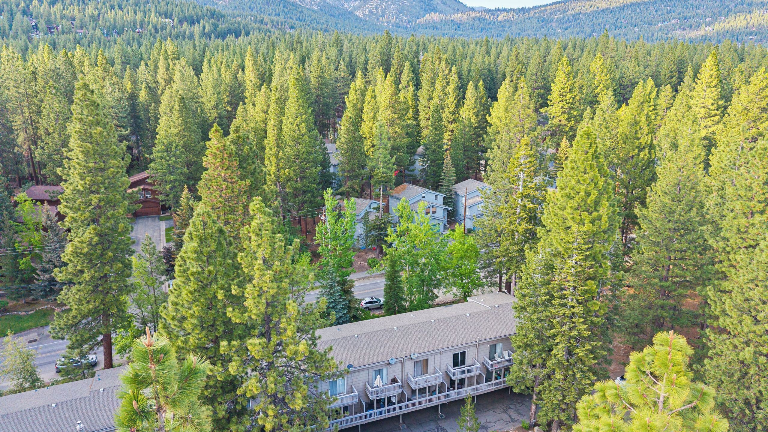 A residential area with a two-story house surrounded by tall pine trees.